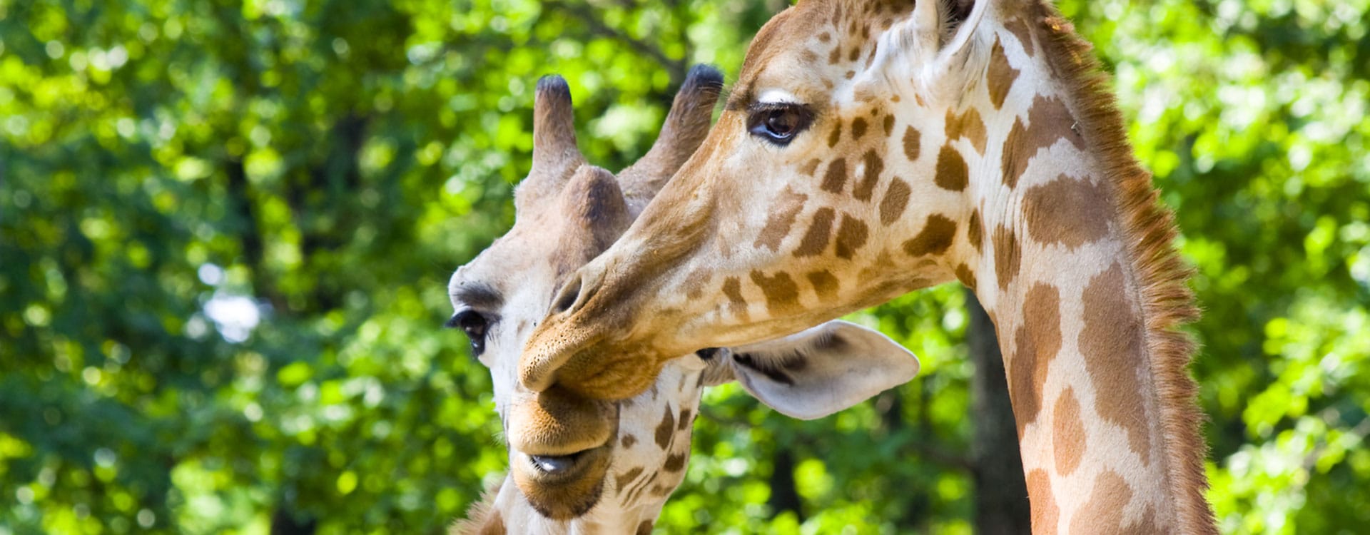 donate-to-save-giraffes-now
