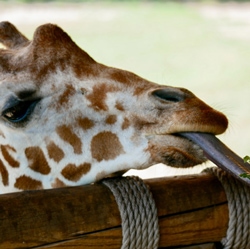 Rewilding Rothschild’s Giraffe