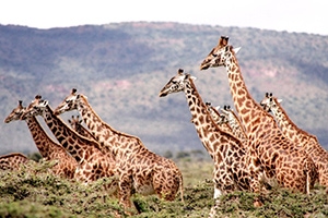 save-giraffes-rapid-response-group