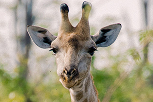 save-giraffes-wildlife-rangers-head