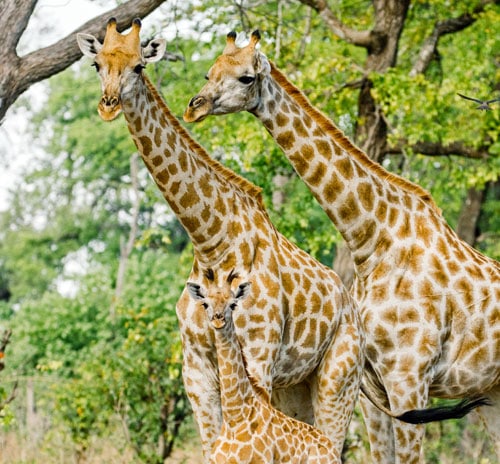 The Fascinating Life of Giraffes