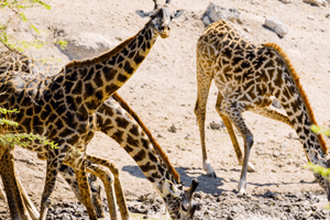 giraffe-orphans