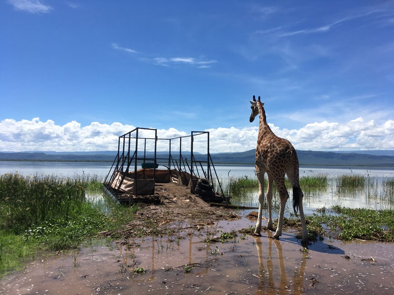 trapped-giraffe-ruko-baringo