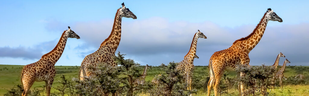 masai-giraffe-conservation-tanzania