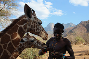 giraffe-orphans-feeding