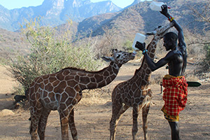 giraffe-orphans-drinking