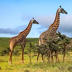 Endangered Masai Giraffe Conservation