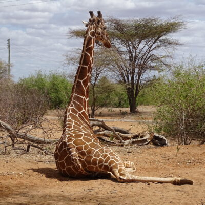 Somali Giraffe Project