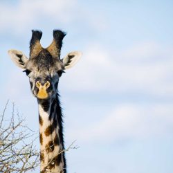 Luambe-Lukusuzi Giraffe Wildlife Corridor