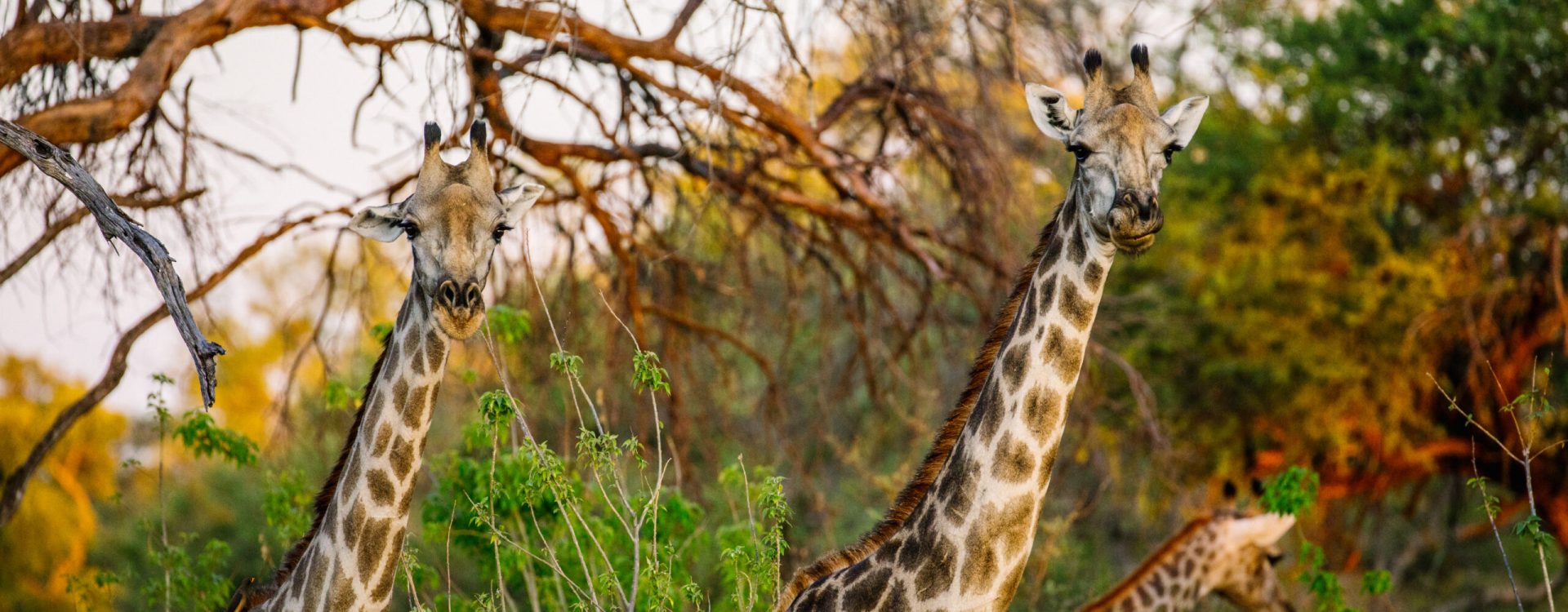 South Arican Giraffe