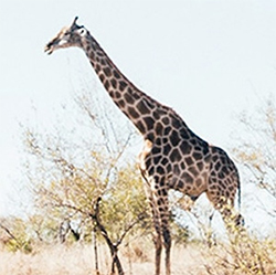 Reintroduction of the West African Giraffe