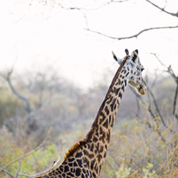 Counting Endangered Giraffe from Space