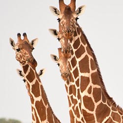 DEFENDING ENDANGERED SOMALI GIRAFFE