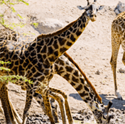 Giraffe Rescue Centers & Orphanages