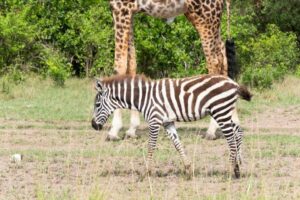 Giraffe Wildlife Corridor