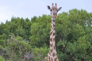 Giraffe Wildlife Corridor