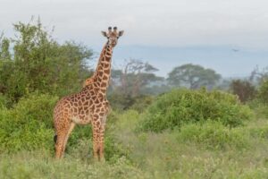 Giraffe Wildlife Corridor