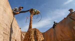 Rothschild’s giraffe rescue