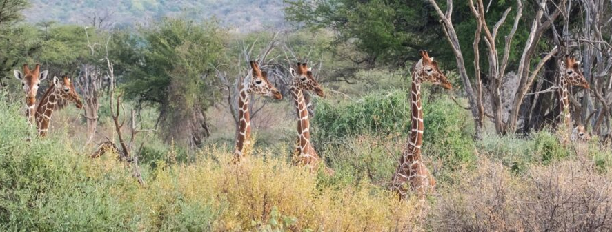 Mobile Anti-Poaching Support