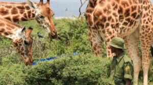 Ruko Giraffe eating