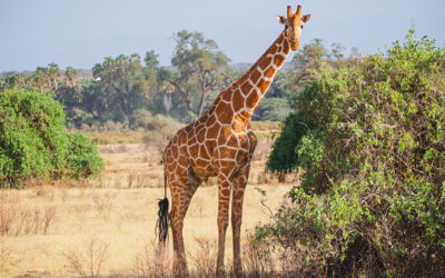 Animals in the wild - Reticulated giraffe - Samburu National Reserve, North Kenya