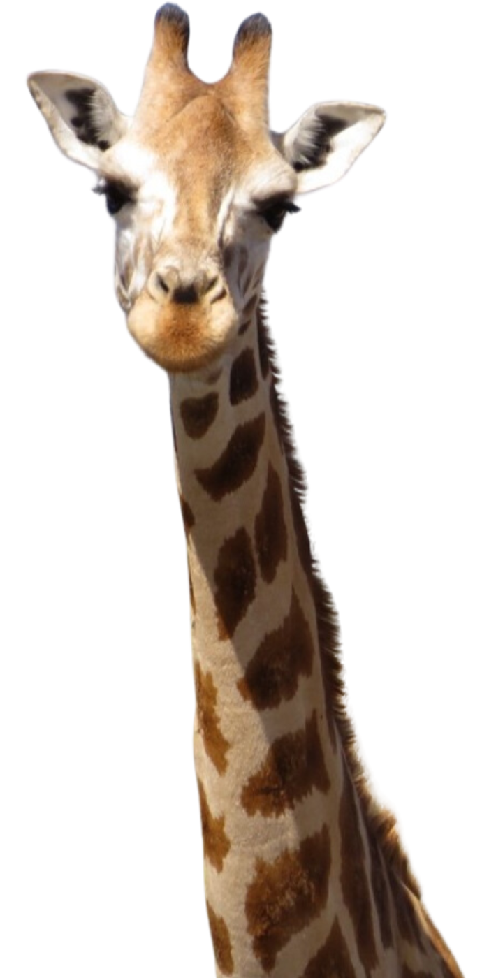 a happy giraffe