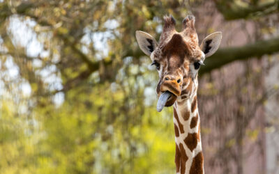 A giraffe with its tongue out in front of green trees