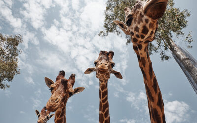 huge giraffes pulling out their tongues to be photographed.