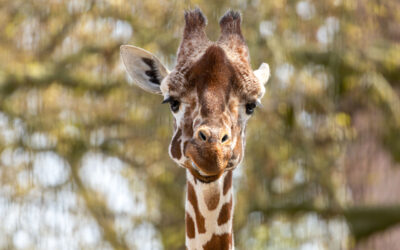 A majestic giraffe stands tall in an open savanna, surrounded by trees and lush greenery