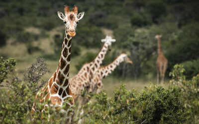 Reticulated Giraffe (Giraffa camelopardalis reticulata) at Sosian Ranch, Laikipia County, Kenya