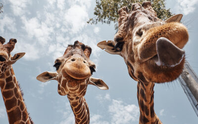 two huge giraffes pulling out their tongues to be photographed.