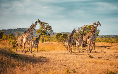 Wild Giraffes in the savannah in Mikumi, Tanzania