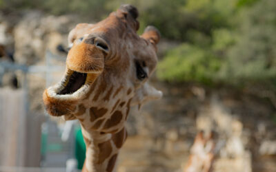 Young giraffe curiously peers at the camera with its mouth open