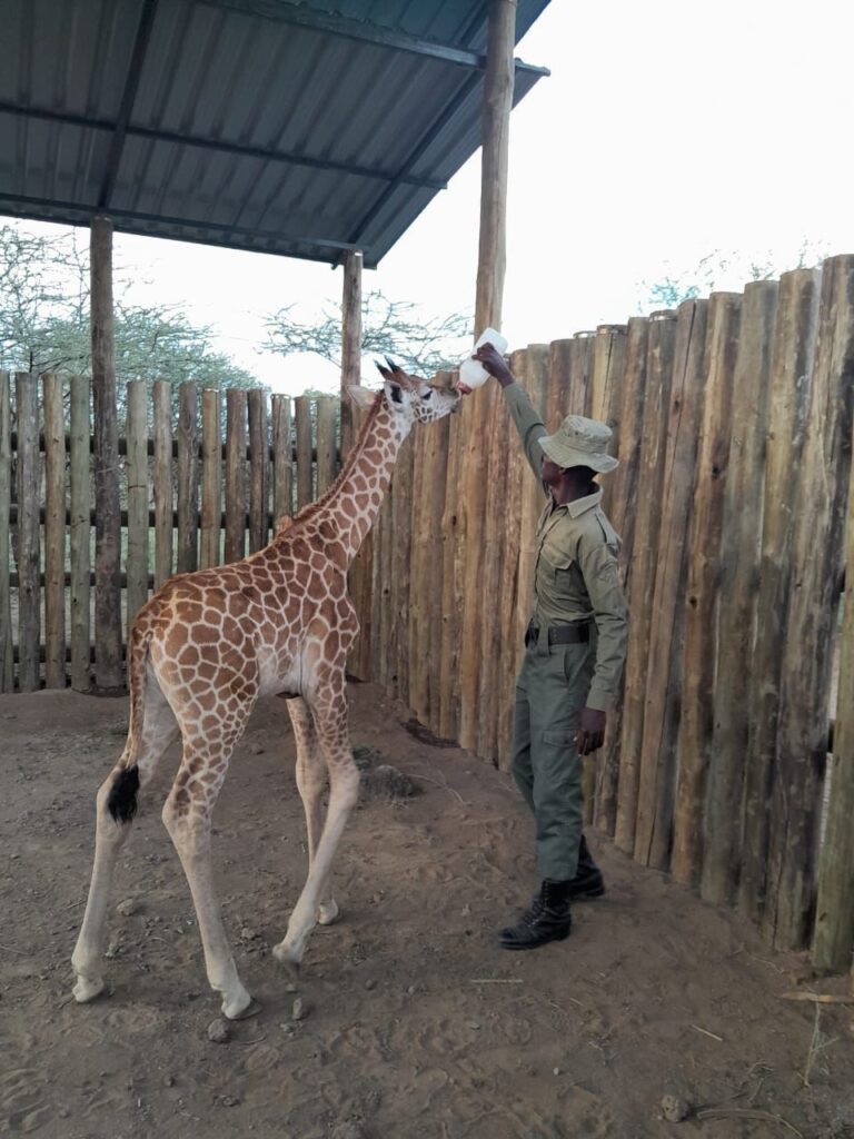 Ruko Conservancy in Kenya