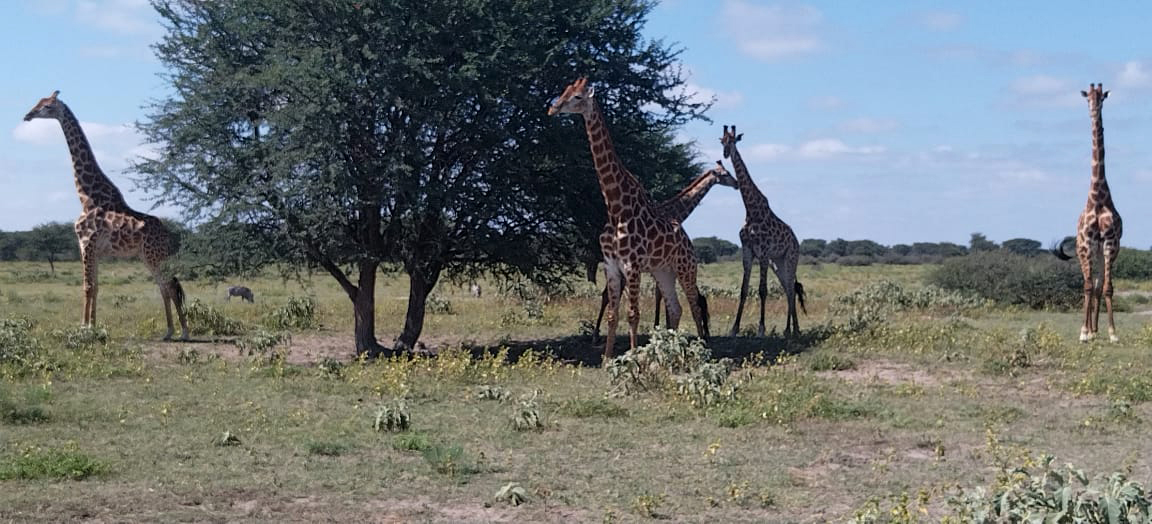 Increasing Genetic Diversity