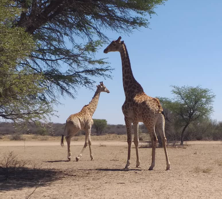 Increasing Genetic Diversity