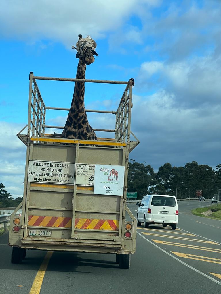 Emergency Giraffe Rescue in South Africa