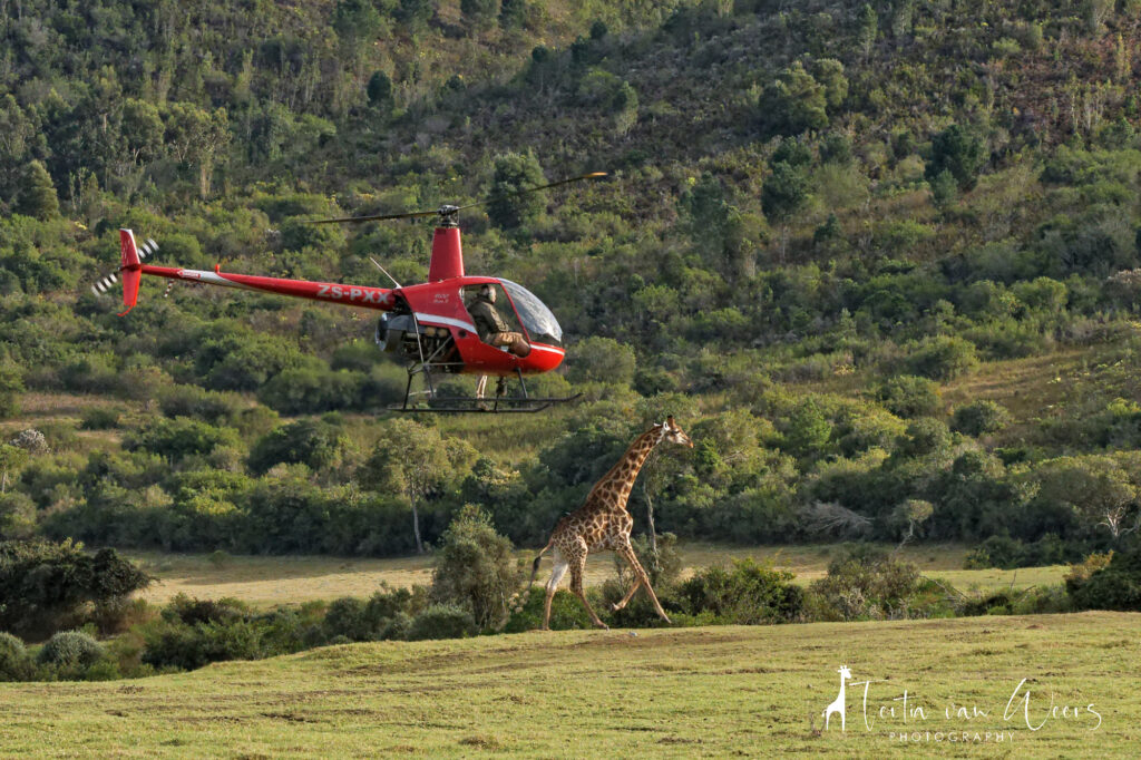 Emergency Giraffe Rescue in South Africa