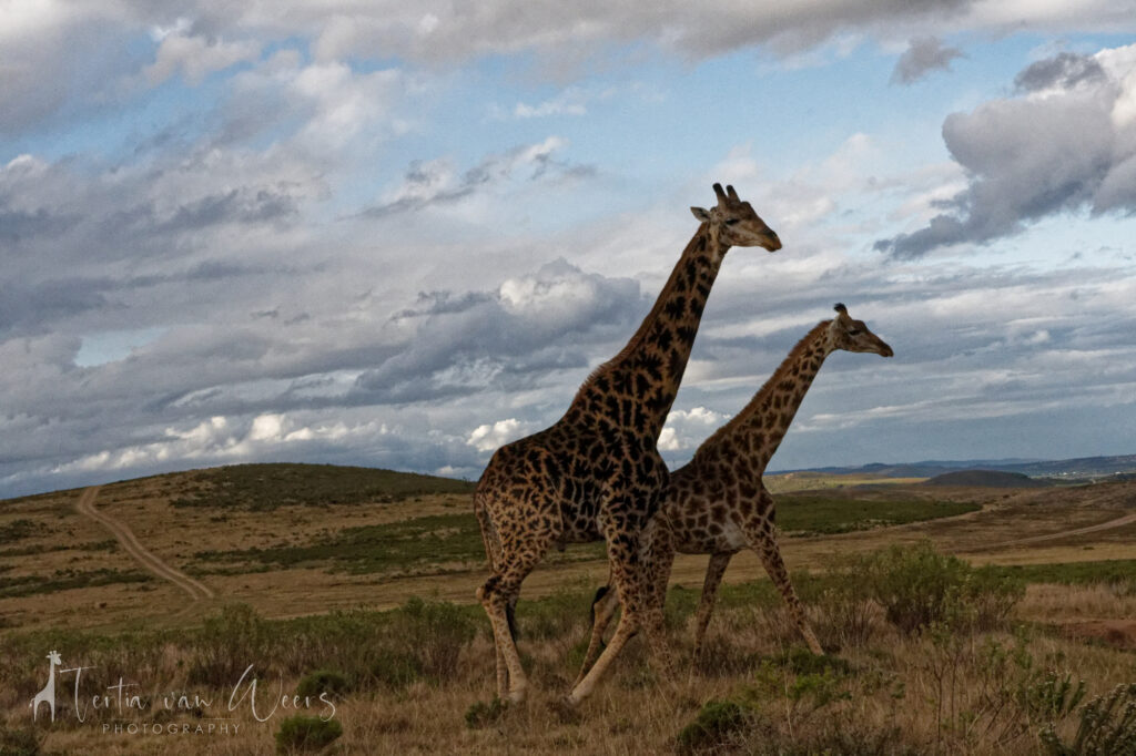 Emergency Giraffe Rescue in South Africa