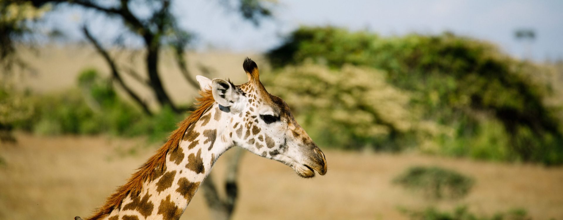 Kenya 2019
